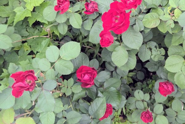 Douze roses
