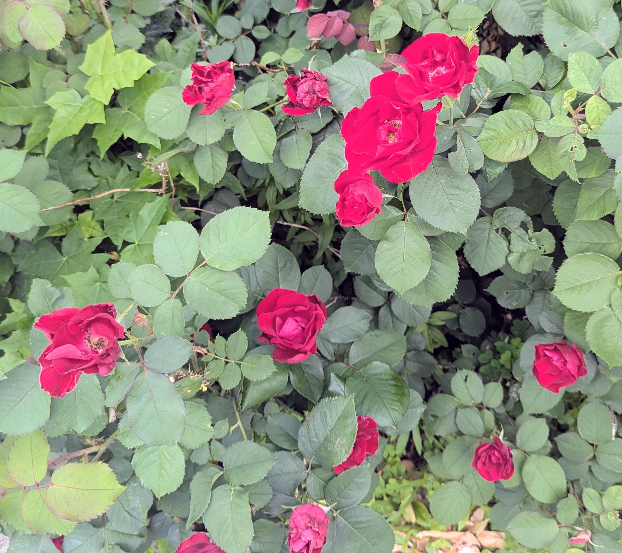 Le pot aux roses